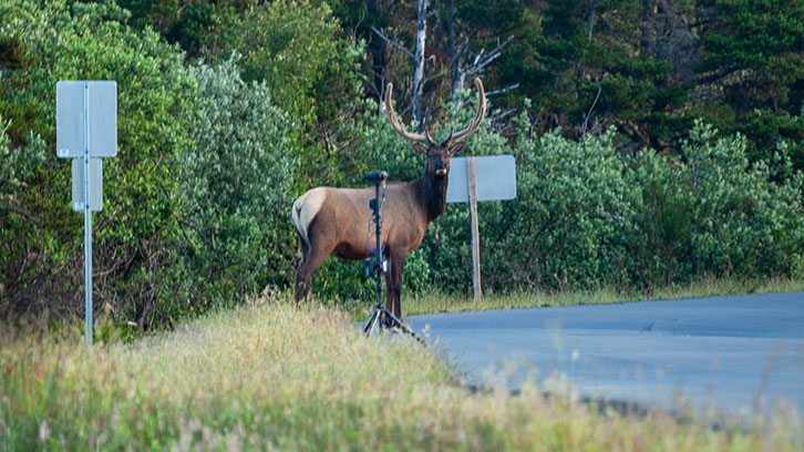A bull elk walks near our 3D 360 camera.